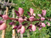 acd17E