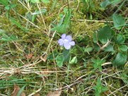 acd19