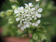 acd5A