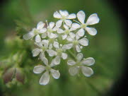 acd8A
