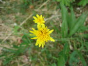 acd8E