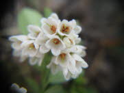 acd9A