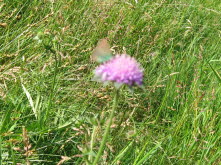 juni2007_2 313