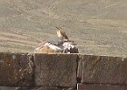 IMG 3635